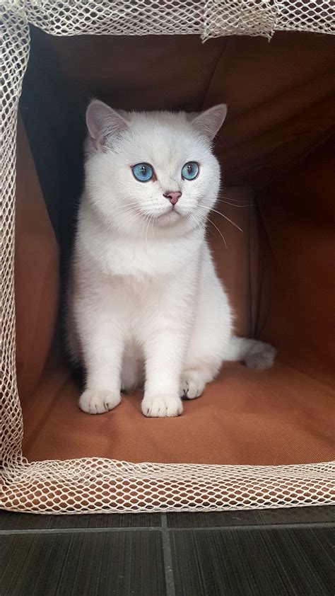 Pin by denis on Marzipan Silver Shade British shorthair blue eye cat ...