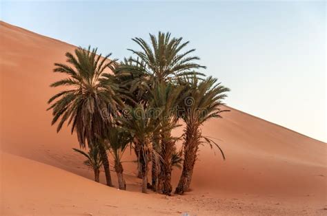 Date palm trees in the desert. Date palm trees in the Sahara desert ...