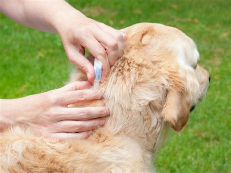 A review of dog flea treatments: what are the options for your pet