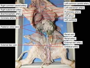 fetal pig dissection - Bing Images | Pig dissection, Dissection, Human ...