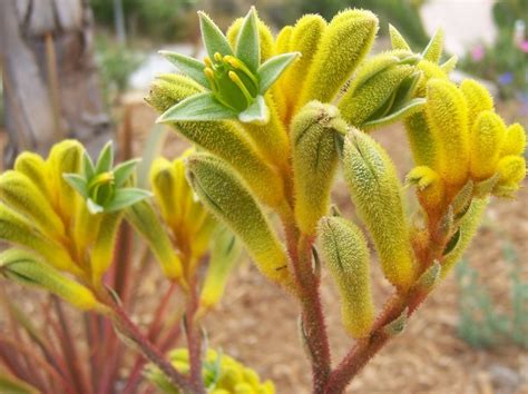 Anigozanthos flavidus Yellow | Wholesale Nursery - Nurseries in ...