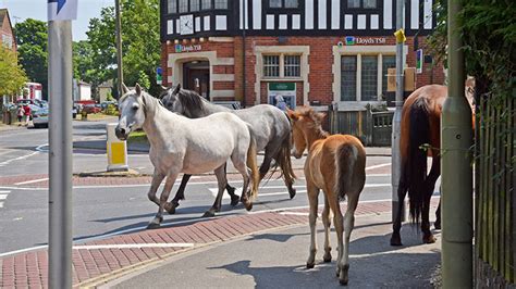 Reasons to Visit Brockenhurst – New Forest Cottages Blog