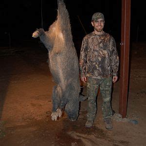 Hog Hunting | AfricaHunting.com