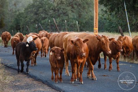 Cattle Drive! - Shelley Paulson Photography - Minnesota Equestrian Portrait Photography for ...