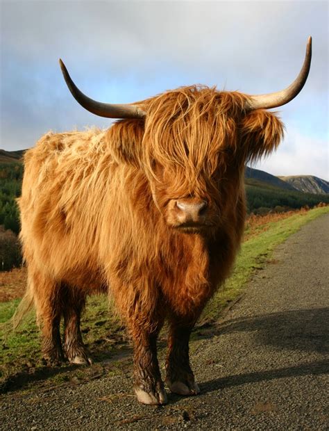 Scottish highland cattle - linginriko