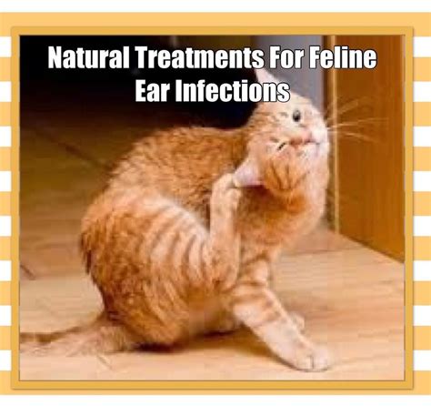 Cat Ear Infections Home Remedies - Cat Meme Stock Pictures and Photos