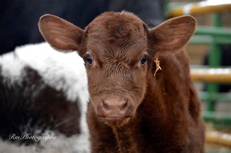 RmPhotography shorthorn | Cow calf, Cow photos, Cute cows