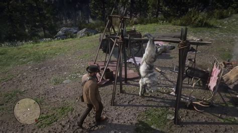 RDR2 FREE perfect coyote and wolf pelt with location - YouTube