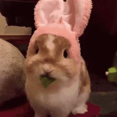 Bunny Easterbunny GIF - Bunny Easterbunny Rabbit - Discover & Share GIFs