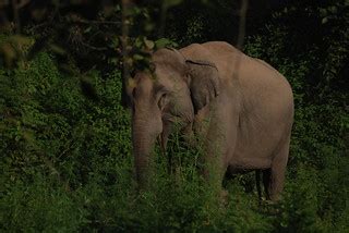 Lonely in the jungle? | Read about Jim Corbett at the travel… | Flickr