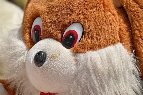 Free picture: mascot, plush, teddy bear toy, fur, cute, wool, portrait, fun, toy, funny
