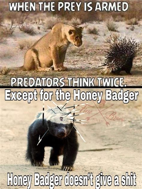 Image result for honey badger meme | Funny animal memes, Funny animal ...