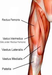 Thigh Muscle Diagram Leg Muscles Diagram, Leg Muscles Anatomy, Muscle Anatomy | vlr.eng.br