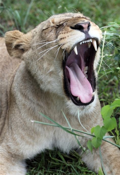 Wildlife, lion, Zambia - Dietmar Temps, photography