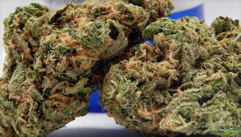 Blue Diesel Marijuana Strain (Review)