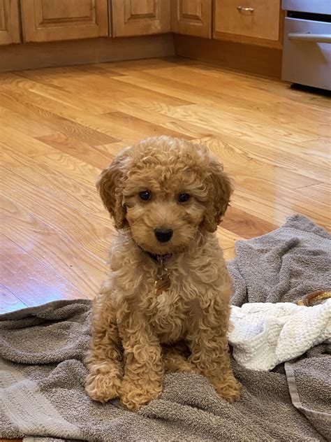 4 Week Old Goldendoodle Faithful Doodles: 2 Week Old F1b English ...