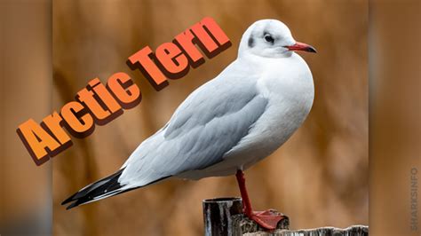 Arctic Tern Facts Habitat, Diet, Conservation, & More - sharksinfo.com