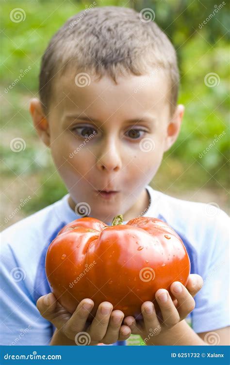 Giant Tomato In Hand Stock Photo | CartoonDealer.com #160564092