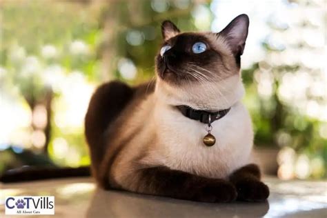 The Siamese Cat Personality (Amazing Facts You Need to Know)