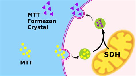 MTT Cell Viability Assay – Tribioscience