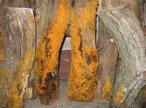 The reason this mold is so dangerous will shock you – Viral Stories