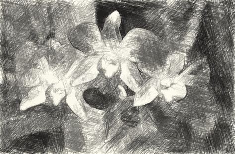 Drawing Black and White of Orchid Flower Stock Illustration - Illustration of pattern, flower ...