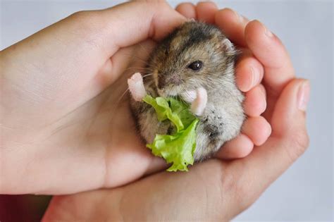 What Human Foods Can Hamsters Eat? Safety Guide | Pet Keen