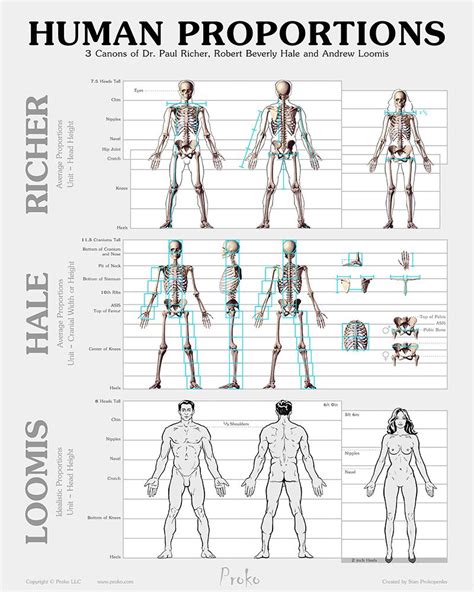 Proko proportions- 3 methods | Art Notes in 2019 | Human figure drawing, Human body proportions ...