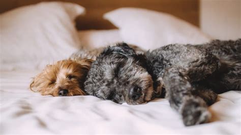 Dog-Friendly Hotels in Austin Texas: 10 Places for You and Your Dog