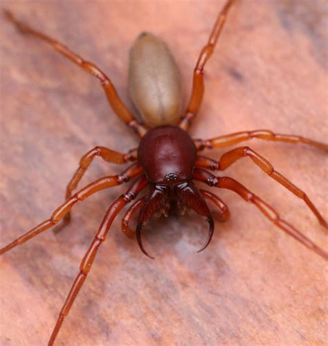 Close-up of the chelicerae and fangs of Dysdera crocata. A very common ...