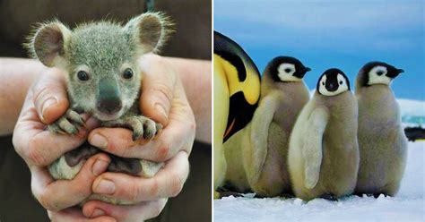 20 Aww-Worthy Animals We Can Only Find In The Southern Hemisphere