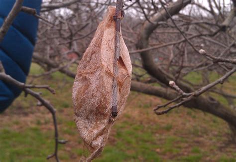 Cecropia Moth– Identification, Life Cycle, Facts & Pictures