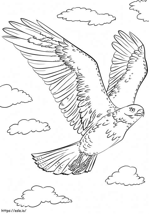 Red Tailed Hawk coloring page