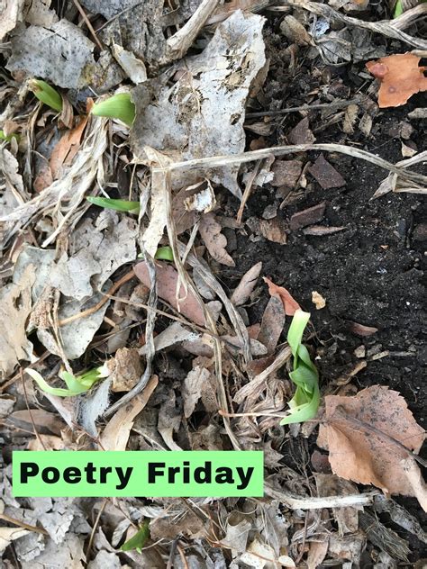 TeacherDance: It's Poetry Friday - Sharing Scraps