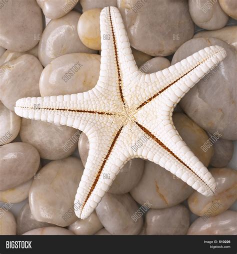 Star Fish 2 Image & Photo (Free Trial) | Bigstock