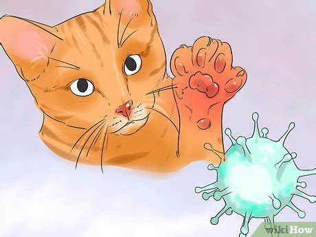 How to Prevent Cat Scratch Disease: 11 Steps (with Pictures)