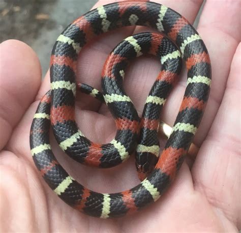 Scarlet king snake, just north of Charleston, SC. : herpetology