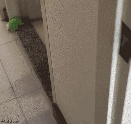 Cat-bathroom-surprised-reaction