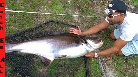 BIGGEST IRIDESCENT SHARK Caught in FLORIDA FRESHWATER LAKE! - YouTube