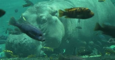 Hippo swimming underwater on sunny day — Stock Video © aragami12345 ...