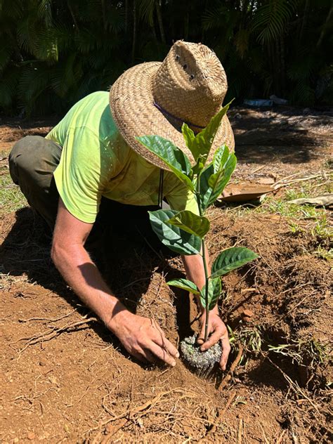 HOW TO PLANT YOUR FRUIT TREE - Natureworks Nursery