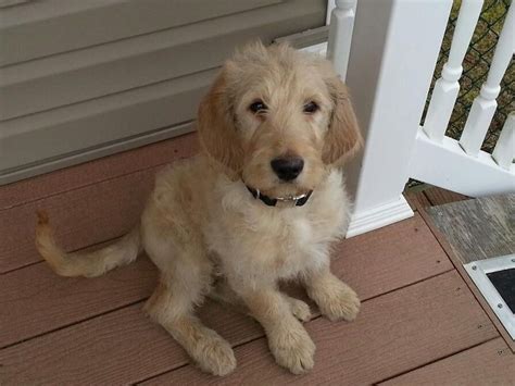 Goldendoodle And Lab Mix - dopi