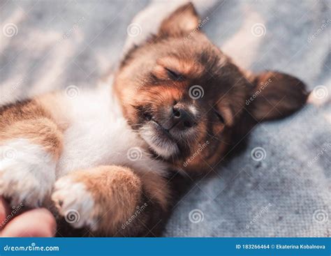 A Newborn Puppy is Sleeping Stock Photo - Image of face, dogs: 183266464