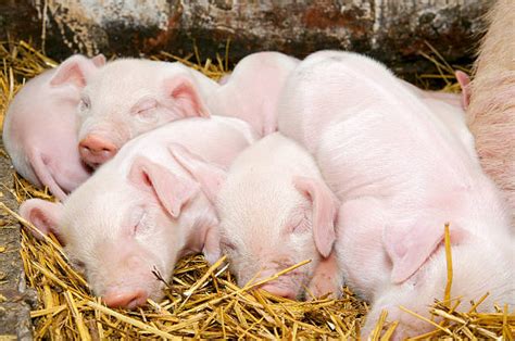 1,300+ Pig Sleeping In Barn Stock Photos, Pictures & Royalty-Free Images - iStock