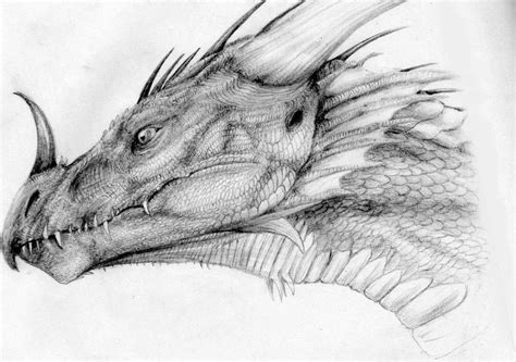 El Dragon by headbangerdragon | Dragon sketch, Realistic dragon, Dragon head drawing