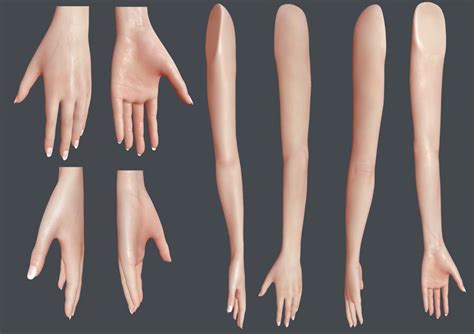 Female Arm Anatomy