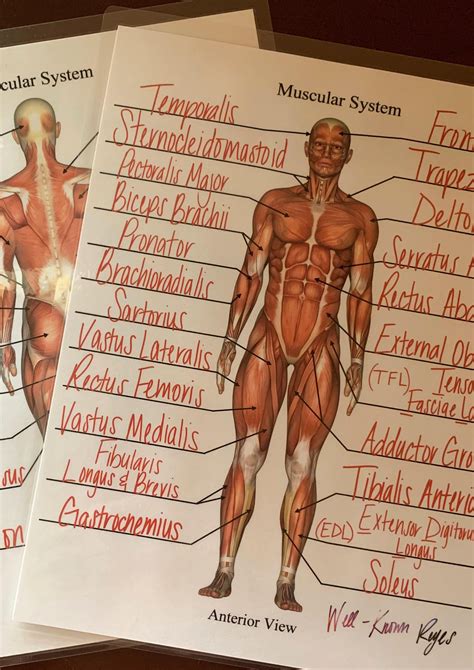 Muscular System: Major Muscles, Dry Erase Worksheets, Practice ...