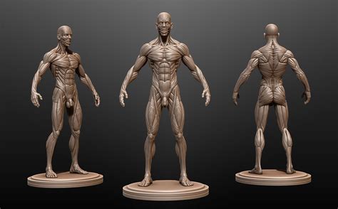 Male Anatomy Ecorche | 3D model | Body anatomy, Human anatomy model, Anatomy