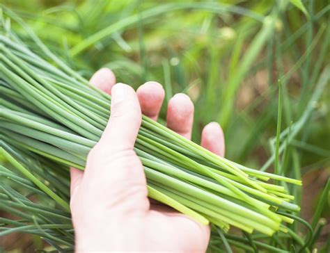 Chive Plant Harvest: How And When To Harvest Chives | Chives plant ...