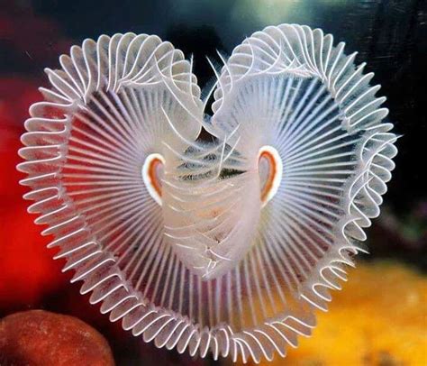 Sea Worm | Beautiful sea creatures, Sea creatures, Heart in nature